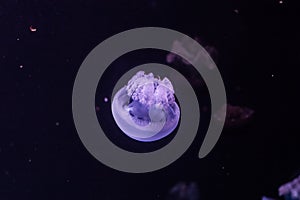 Blue blubber jellyfish in the dark water