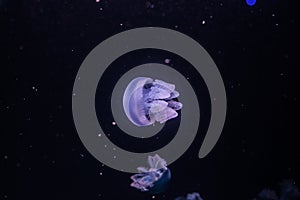 Blue blubber jellyfish in the dark water