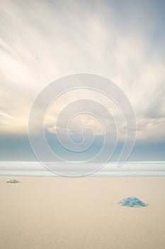 Blue blubber Jellyfish stranded on beach