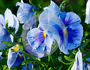 Blue with blue Pansy flowers with dew drops