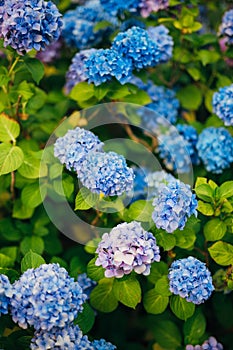 Blue, blue, pink flowers Hydrangea in the old town of Perast