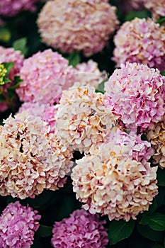 Blue, blue, pink flowers Hydrangea in the old town of Perast