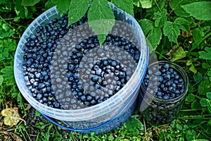 Blue blueberries in a plastic bucket and a glass jar