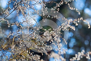 Blue Bokeh Sky Background with White Wildflowers