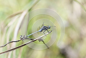 A blue bold skimmer Orthetrum stemmale dragonfly in South Africa