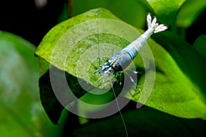 Blue bolt dwarf shrimp stay on green leaf and eat some food in fresh water aquarium tank