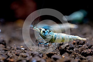 Blue bolt shrimp look for food in aquatic soil with other shrimp and dark background in freshwater aquarium tank