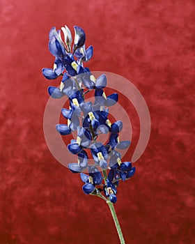 Blue Bonnet