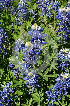 Blue Bonnet