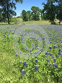 Blue Bonnet Field in Texas