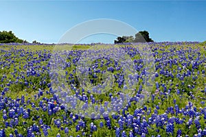 Blue Bonnet Flower