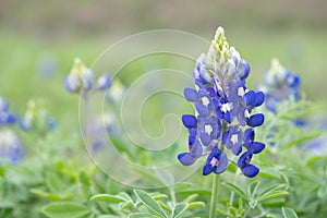 Blue bonnets field, close up