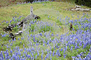 Blue Bonnets in a field with a weathered tree
