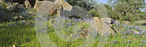 Blue bonnets in Hill Country