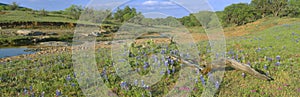 Blue bonnets in Hill Country