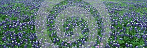 Blue Bonnets in Hill Country