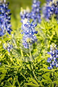 Blue bonnets in a lush green meadow, springtime in Texas