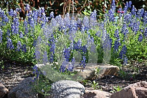 Blue Bonnets among the South Texas Rocks