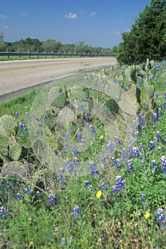 Blue bonnets and wild spring flowers along a road in Texas