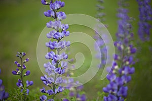 Wild blue indigo wildflower photo