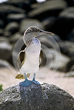 Blue booby at attention