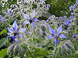 Blue borage