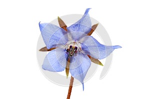 Blue borage flower