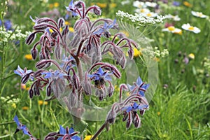 blue borage flower