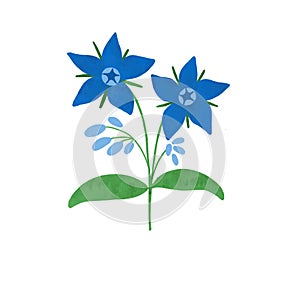 Blue borage flower hand drawn illustration. Cute meadow wildflower isolated element.