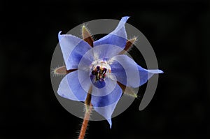 Blue borage flower