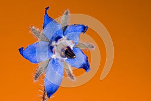 Blue borage flower on an isolated orange background