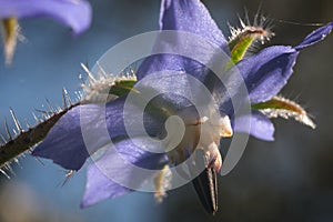 Blue borage flower in spring. Macro photography of borage