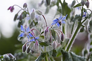 Blue Borage Flowers