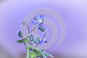 Blue borage flowers     Borago officinalis    with pink background and