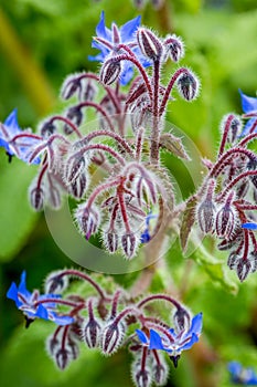 Blue borage flowers in the border