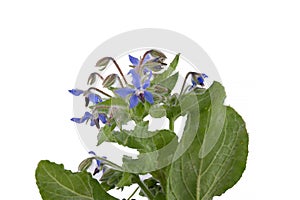 blue borage flowers for decoration at white background