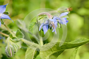 Blue borage flowers