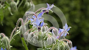 Blue borage flowers outside in the garden. Borage is used either as a fresh vegetable or a dried herb