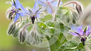 Blue borage flowers outside in the garden pollinated by a bee.