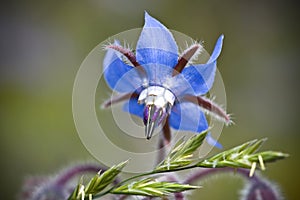 Blue borage in the meadow