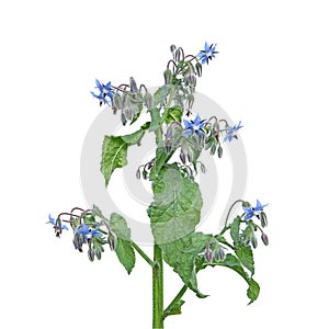 Blue borage plant isolated