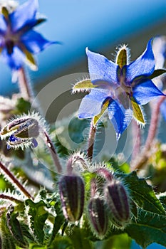 Blue borage, star flower