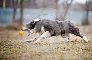 Blue Border Collie dog playing with a toy ball