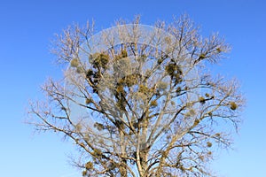 Blue and a botany parasite