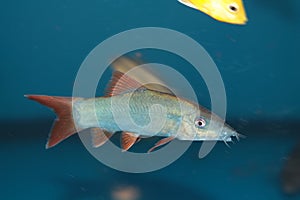 Blue Botia (Yasuhikotakia modesta) aquarium fish photo