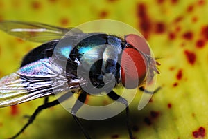 Blue Bottle Fly