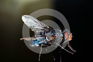 Blue Bottle Fly