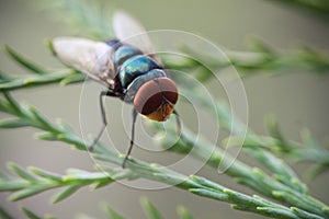 Blue bottle fly