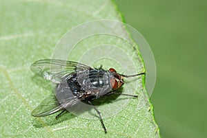 Blue bottle fly