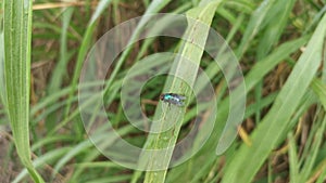 Blue bottle fly on the blady grass